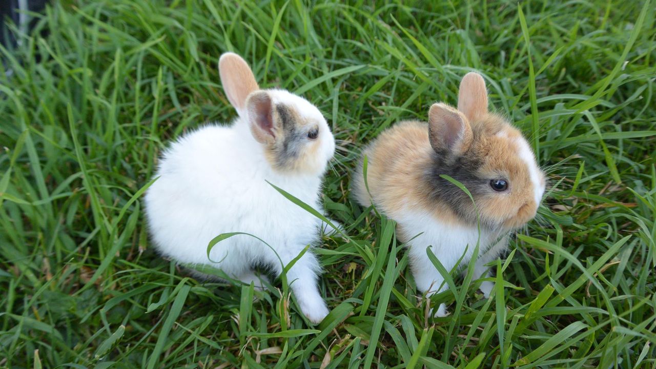 Unsre süßen Hasenbabys Unsre süßen Hasenbabys